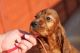 Irish Setter Puppies for sale in California Ave, South Gate, CA 90280, USA. price: NA