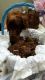 Irish Setter Puppies for sale in Greenville, TX, USA. price: NA
