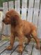 Irish Setter Puppies for sale in Pottsboro, TX 75076, USA. price: NA