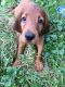 Irish Setter Puppies for sale in Buffalo, NY, USA. price: NA