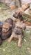 Irish Terrier Puppies for sale in Austin, TX, USA. price: NA