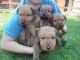 Irish Terrier Puppies for sale in Los Angeles, CA, USA. price: NA