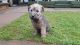 Irish Terrier Puppies for sale in England, AR 72046, USA. price: NA