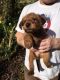 Irish Terrier Puppies for sale in Florida City, FL, USA. price: NA