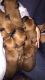 Irish Terrier Puppies for sale in Houston, TX, USA. price: NA