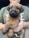 Irish Terrier Puppies for sale in Merrick, NY, USA. price: NA