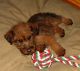 Irish Terrier Puppies for sale in Pottsboro, TX 75076, USA. price: NA