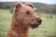 Irish Terrier Puppies for sale in Manchester, NH, USA. price: NA