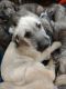 Irish Wolfhound Puppies for sale in Wingdale, NY 12594, USA. price: NA