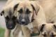 Irish Wolfhound Puppies for sale in Pullman, WA 99163, USA. price: NA