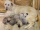 Irish Wolfhound Puppies for sale in Blackfoot, ID 83221, USA. price: NA