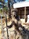 Irish Wolfhound Puppies for sale in Lookout, CA 96054, USA. price: NA