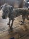 Irish Wolfhound Puppies for sale in Henderson, TN 38340, USA. price: NA