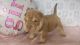Istrian Sheepdog Puppies for sale in Los Angeles, CA, USA. price: NA