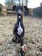 Italian Greyhound Puppies for sale in Hanover, MD 21076, USA. price: NA