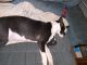 Italian Greyhound Puppies for sale in Graysville, AL, USA. price: NA