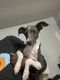 Italian Greyhound Puppies for sale in Las Vegas, NV, USA. price: NA