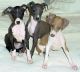 Italian Greyhound Puppies for sale in Asheville, NC 28801, USA. price: $650
