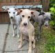 Italian Greyhound Puppies for sale in New York, NY, USA. price: $1,400