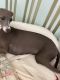 Italian Greyhound Puppies for sale in Panama City Beach, Florida. price: $1,500