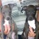 Italian Greyhound Puppies for sale in Duluth, GA, USA. price: NA