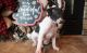 Italian Greyhound Puppies for sale in Lawrenceville, GA, USA. price: NA