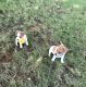 frank Jack Russell Terrier Puppies