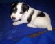 Jack Russell Terrier pups for Christmas