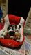 Jack Russell Terrier Puppies For Sale Shreveport, LA 399471