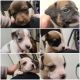 Puppies 3 weeks old mixed pit jack russel terrier