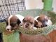 Jack Russell Terrier puppies for Sale