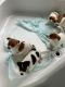 Cute Pure Jack Russel Terrier Puppies