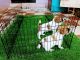 Jack Russell Terrier Puppies for sale in Hebbal, Bengaluru, Karnataka, India. price: NA
