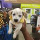 Jack Russell Terrier Puppies for sale in Hayes, VA 23072, USA. price: NA