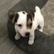 Jack Russell Terrier Puppies for sale in New York, NY, USA. price: $1,300