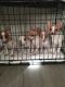 Jack Russell Terrier Puppies for sale in Reno, NV, USA. price: NA