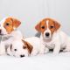 Jack Russell Terrier Puppies for sale in Dallas, TX, USA. price: $600