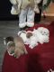Jack Russell Terrier Puppies for sale in Lancaster, TX, USA. price: $100