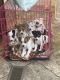 Jack Russell Terrier Puppies for sale in El Paso, TX, USA. price: NA