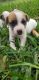 Jack Russell Terrier Puppies for sale in Devine, TX 78016, USA. price: NA