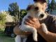 Jack Russell Terrier Puppies for sale in Hollister, CA 95023, USA. price: $200