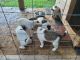 Jack Russell Terrier Puppies for sale in Farmington, MO 63640, USA. price: $200