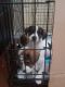 Jack Russell Terrier Puppies for sale in Ilion, NY 13357, USA. price: $300