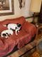 Jack Russell Terrier Puppies for sale in Whitney, TX 76692, USA. price: NA