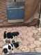 Jack Russell Terrier Puppies for sale in Lawrenceville, GA, USA. price: $200
