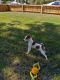 Jack Russell Terrier Puppies for sale in Boise, ID, USA. price: $80,000