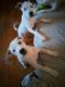 Jack Russell Terrier Puppies for sale in Bakersfield, CA, USA. price: $4,000