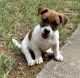 Jack Russell Terrier Puppies for sale in Tallapoosa, GA, USA. price: $1,200