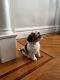 Jack Russell Terrier Puppies for sale in Brooklyn, NY, USA. price: $2,000