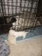 Jack Russell Terrier Puppies for sale in Houston, Texas. price: $300